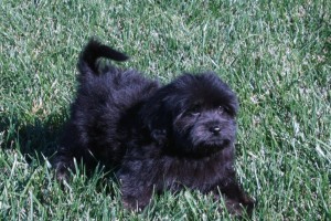 Black Havanese Puppy