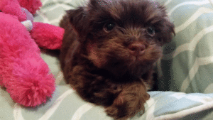 Chocolate Havanese Puppy